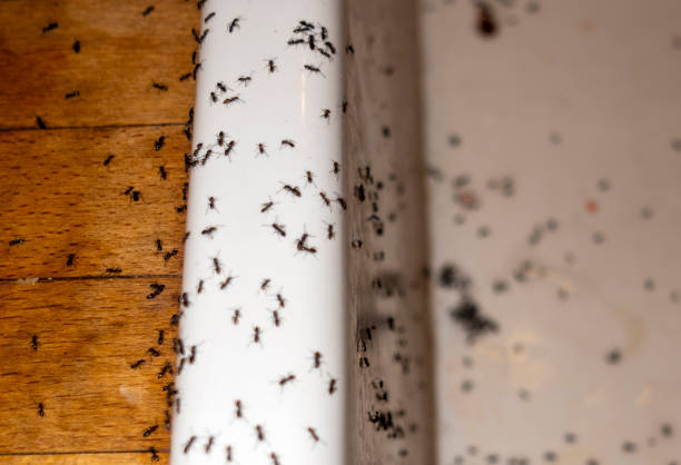 Best Local Pest Control Services  in Kinnelon, NJ